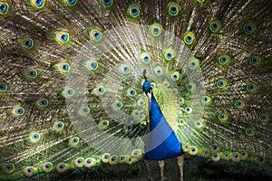 Male Peacock Feathers Full Plumage photo