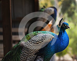 Male peacock on fence