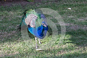 Male peacock in front of green background