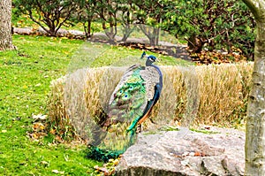 Male peacock in front of green background, Feathers blue bird