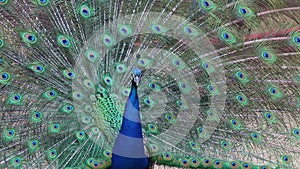 Male Peacock With Full Tail Up Dancing