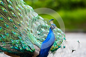 Male Peacock in a green field with an open tail