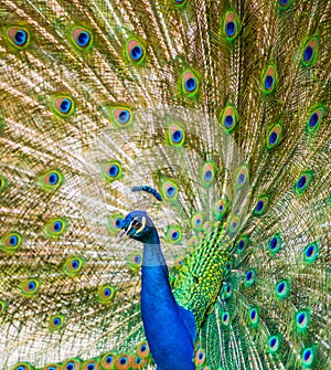 Male Peacock in a green field with an open tail