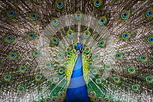 Male Peacock in a green field with an open tail