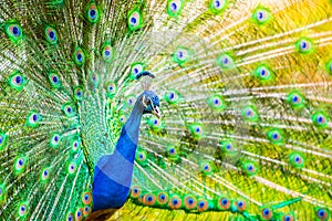 Male Peacock in a green field with an open tail