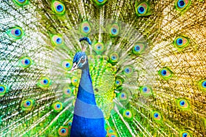 Male Peacock in a green field with an open tail