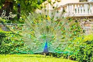 Male Peacock in a green field with an open tail