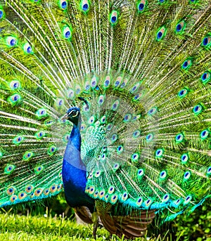 Male Peacock in a green field with an open tail