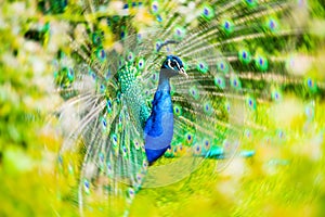 Male Peacock in a green field with an open tail