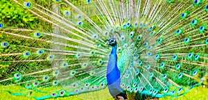 Male Peacock in a green field with an open tail