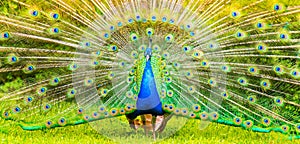 Male Peacock in a green field with an open tail