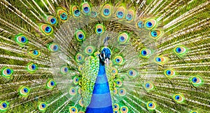 Male Peacock in a green field with an open tail