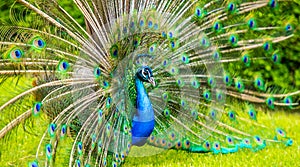 Male Peacock in a green field with an open tail