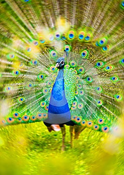 Male Peacock in a green field with an open tail