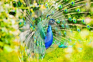 Male Peacock in a green field with an open tail