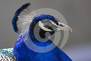 Male Peacock Head