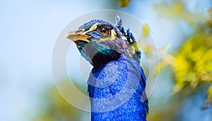 Male Peacock Head detail