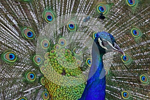 Male peacock with his opened feathers