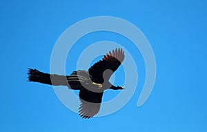 The male peacock with the long tail in flight