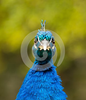 Male Peacock Looking Forward