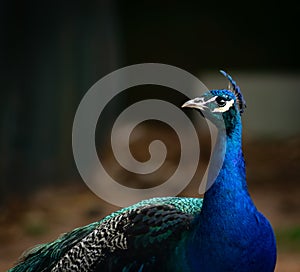 Male peacock looking at his opponent