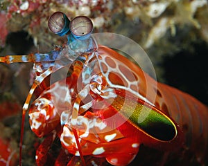 Male Peacock Mantis Shrimp