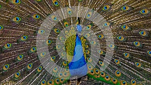 Male peacock opens in colorful plumage and feathers