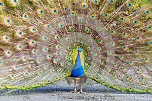 Peacock displaying plumage photo