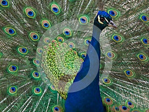 Male peacock with plumage