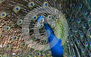 Male peacock presenting its colorful feather fan ,