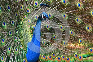 Male peacock presenting its colorful feather fan ,