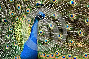 Male peacock presenting its colorful feather fan ,