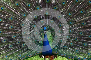 Male Peacock proudly displaying his colorful tail feathers