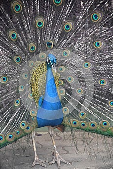 Male Peacock Showcasing his Beautiful Tail Feathers