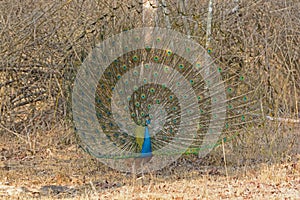 Male Peacock Showing his Full Display in the Forest