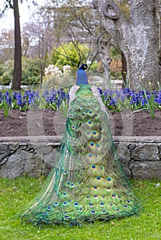 Male peacock showing off his colorful plumage at a pet zoo