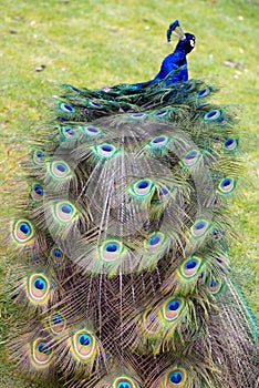 Male peacock showing off his colorful plumage at a pet zoo