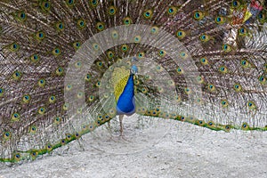 Male peacock showing off his colorful plumage at a pet zoo