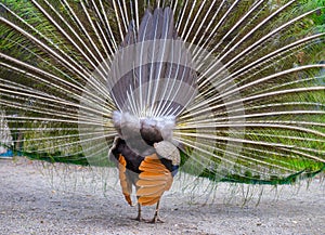 Male peacock showing off his magnificent plumage