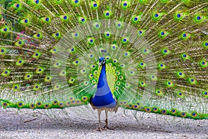 Male peacock showing off his magnificent plumage photo