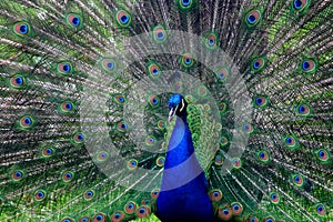 Male peacock showing plumage