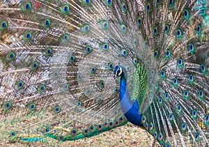 Male peacock showing spread tail feathers