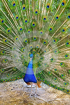 Male peacock spread his tail