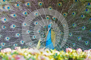 The male peacock spread tail-feathers