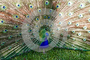 Male peacock with tail feathers on display