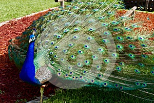 Male peacock with tail feathers on display