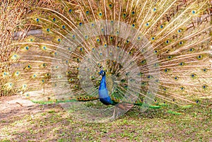 Male peacock unfurling its beautiful feathers.