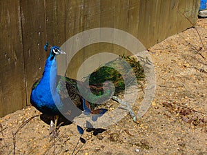 Male Peacock in Vivid Colors