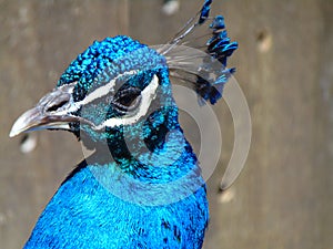 Male Peacock in Vivid Colors