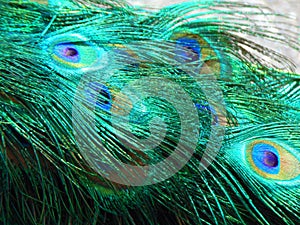 Male Peacock in Vivid Colors